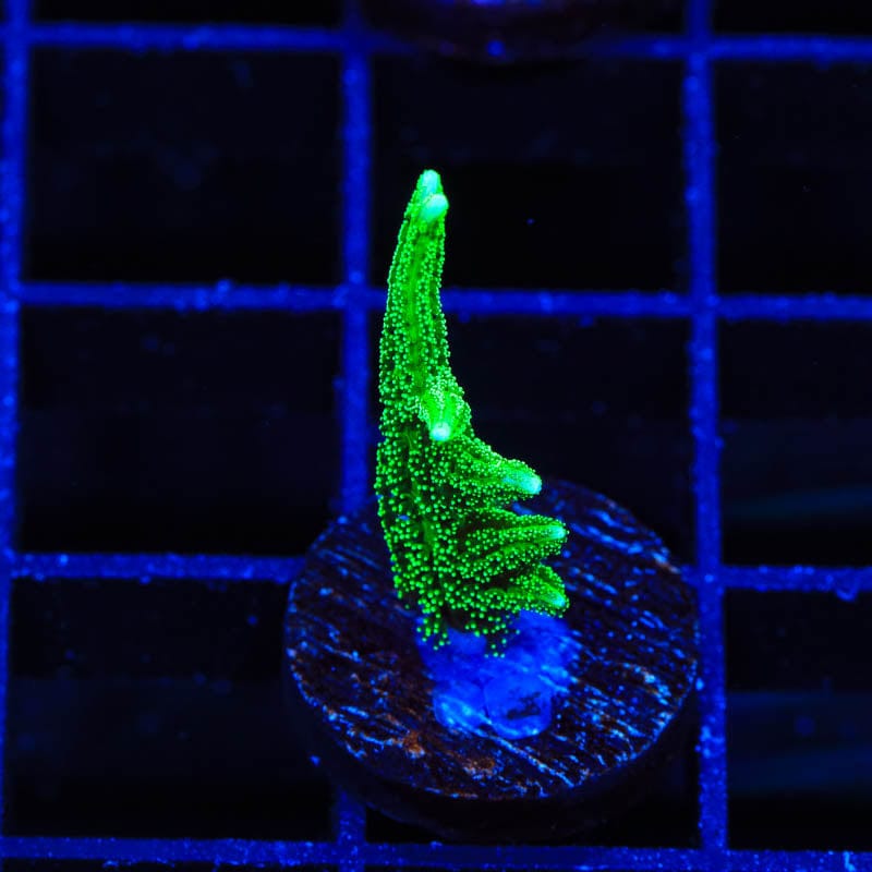 TSA Jade Dragon Birdsnest Coral