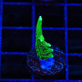 TSA Jade Dragon Birdsnest Coral