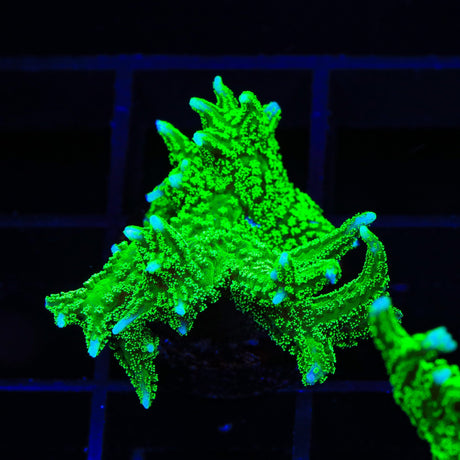TSA Jade Dragon Birdsnest Coral