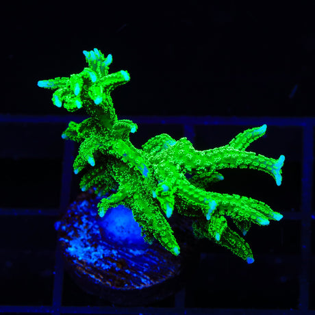 TSA Jade Dragon Birdsnest Coral