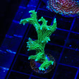 TSA Jade Dragon Birdsnest Coral