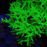 TSA Jade Dragon Birdsnest Coral