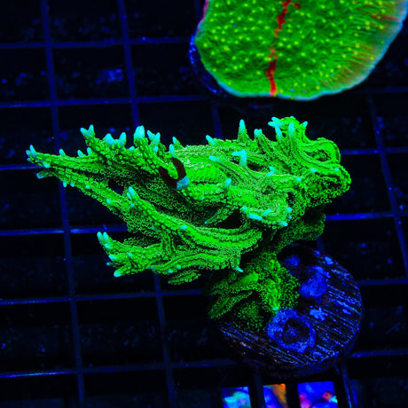 TSA Jade Dragon Birdsnest XL Frag Coral