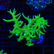 TSA Jade Dragon Birdsnest XL Frag Coral