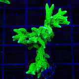 TSA Jade Dragon Birdsnest XL Frag Coral