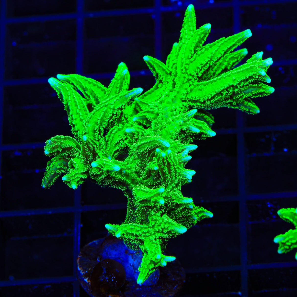 TSA Jade Dragon Birdsnest XL Frag Coral