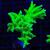 TSA Jade Dragon Birdsnest XL Frag Coral