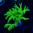 TSA Jade Dragon Birdsnest XL Frag Coral