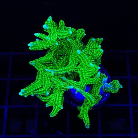 TSA Jade Dragon Birdsnest XL Frag Coral