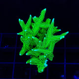 TSA Jade Dragon Birdsnest XL Frag Coral