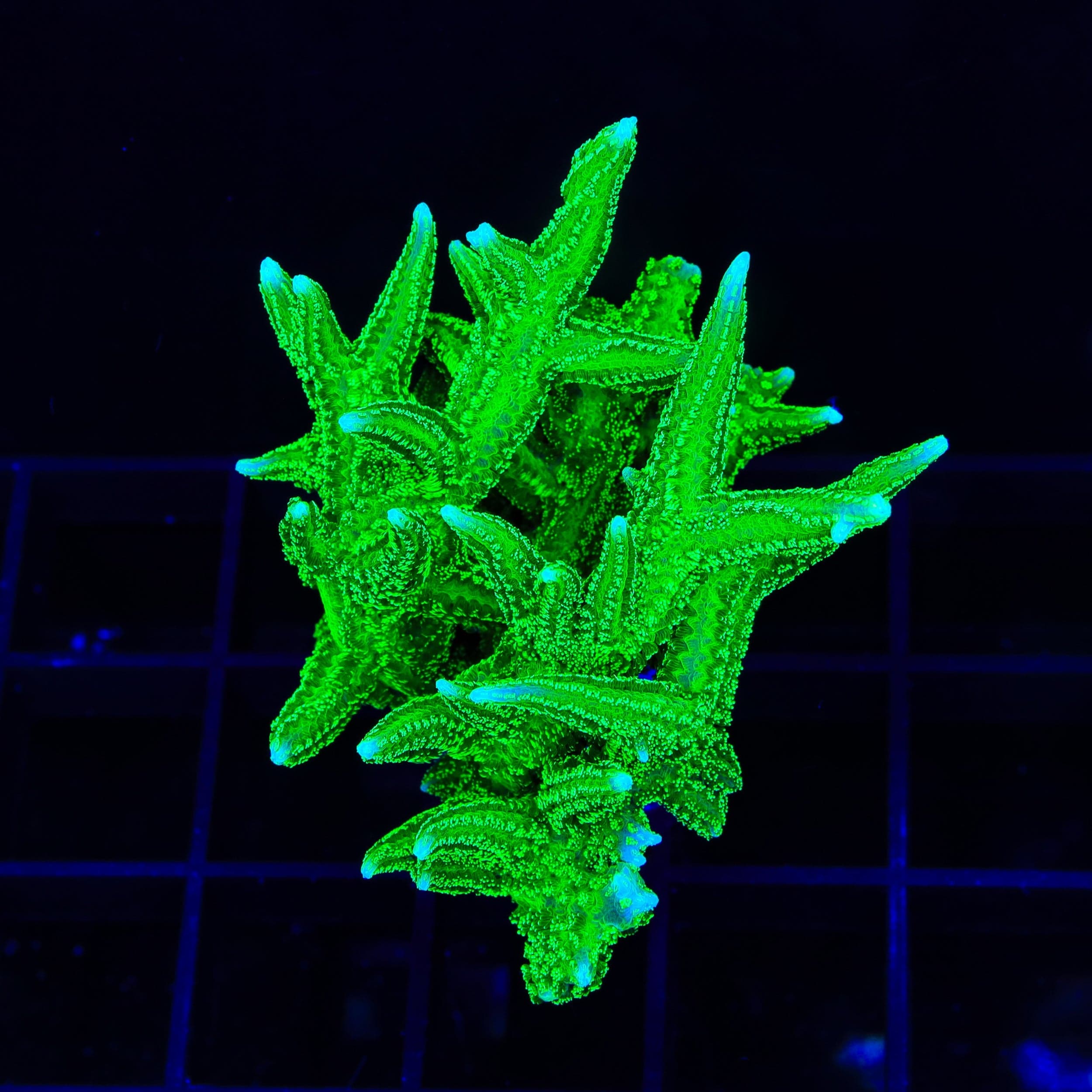 TSA Jade Dragon Birdsnest XL Frag Coral