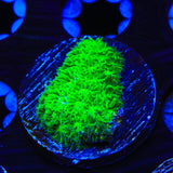 TSA Jade Leptastrea Coral