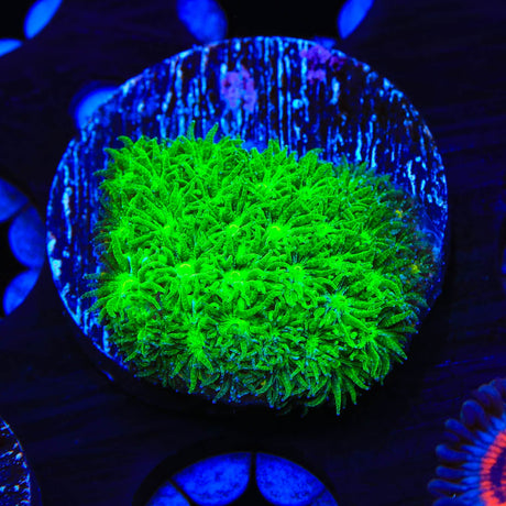 TSA Jade Leptastrea Coral