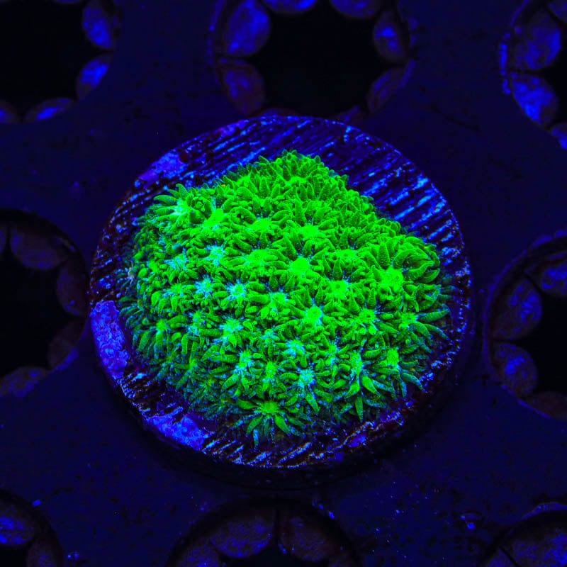 TSA Jade Leptastrea Coral