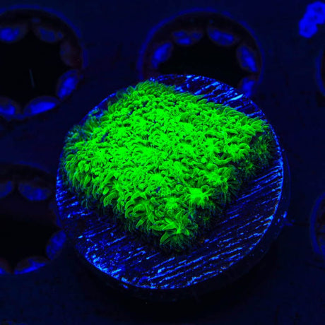 TSA Jade Leptastrea Coral