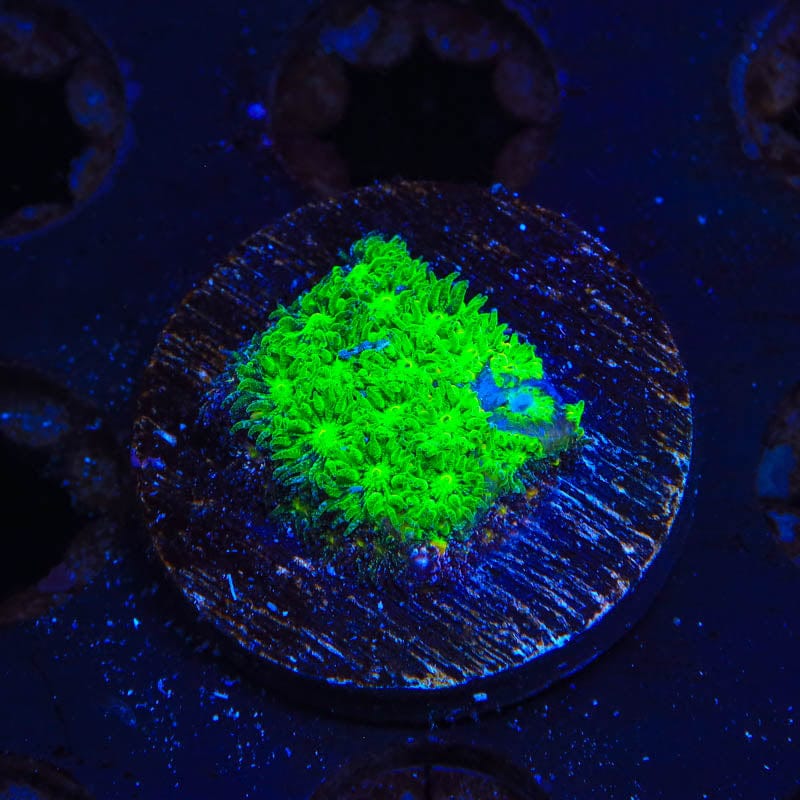 TSA Jade Leptastrea Coral