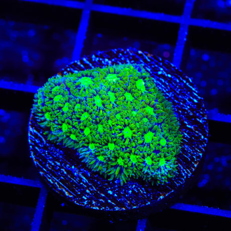 TSA Jade Leptastrea Coral