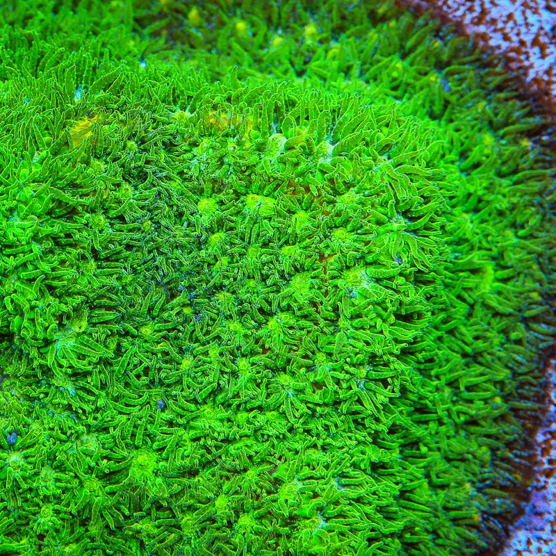 TSA Jade Leptastrea Coral