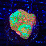 TSA Jail Break Chalice Coral