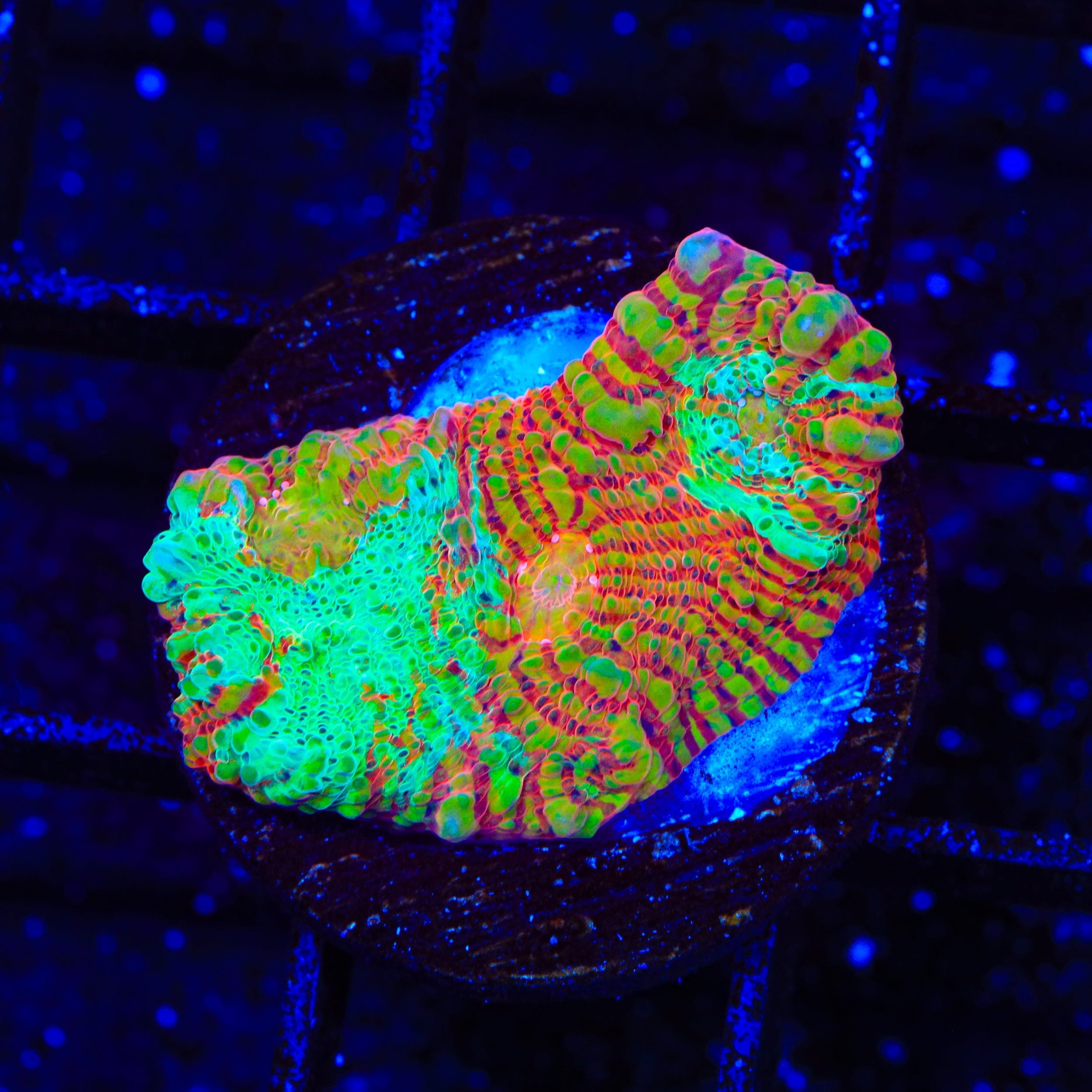 TSA Jail Break Chalice Coral