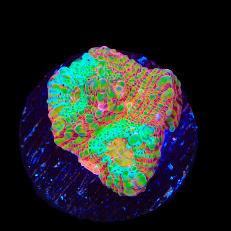 TSA Jail Break Chalice Coral