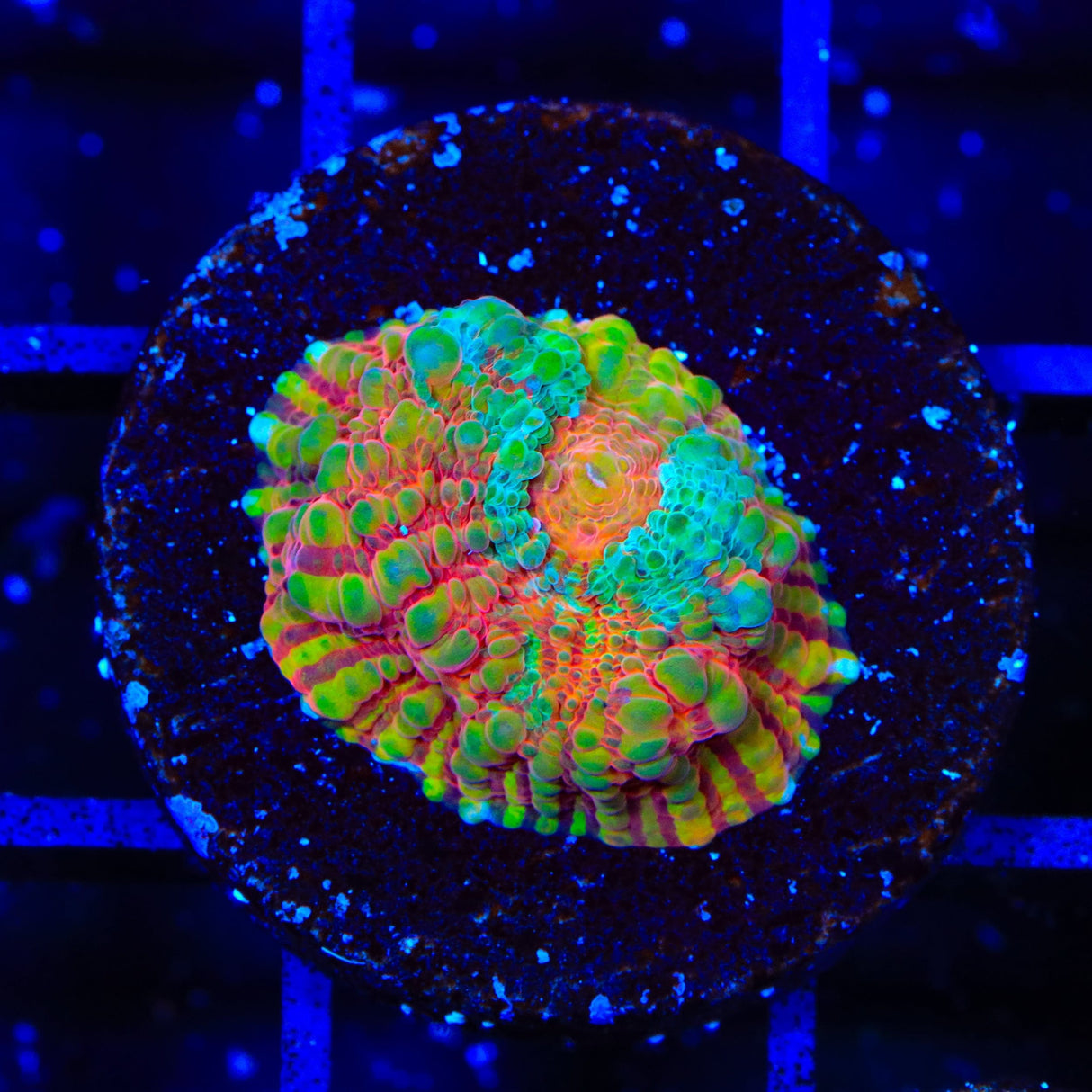 TSA Jail Break Chalice Coral