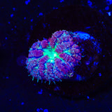 TSA Jester Blastomussa Coral