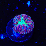 TSA Jester Blastomussa Coral