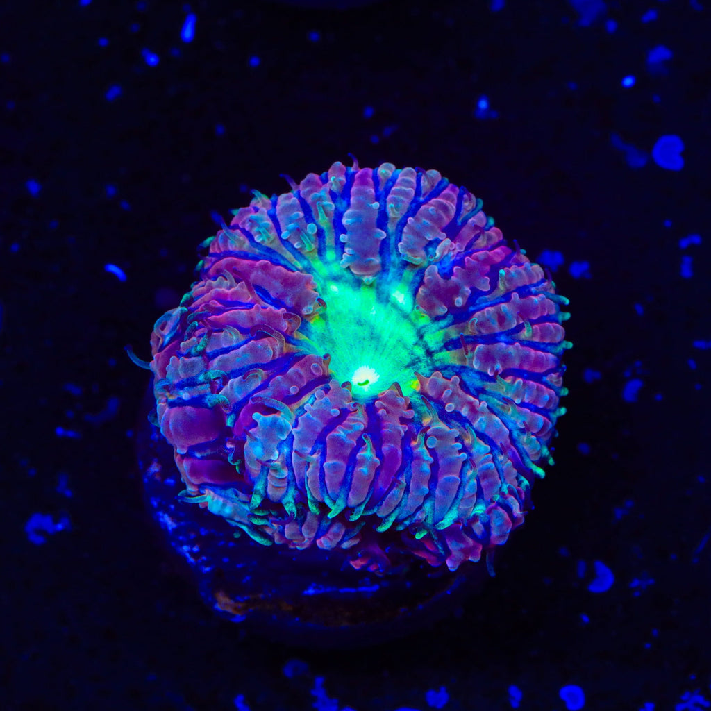 TSA Jester Blastomussa Coral