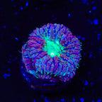 TSA Jester Blastomussa Coral