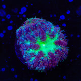 TSA Jester Blastomussa Coral