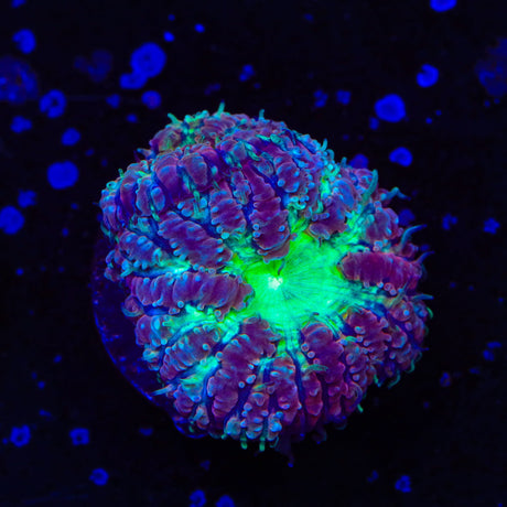 TSA Jester Blastomussa Coral