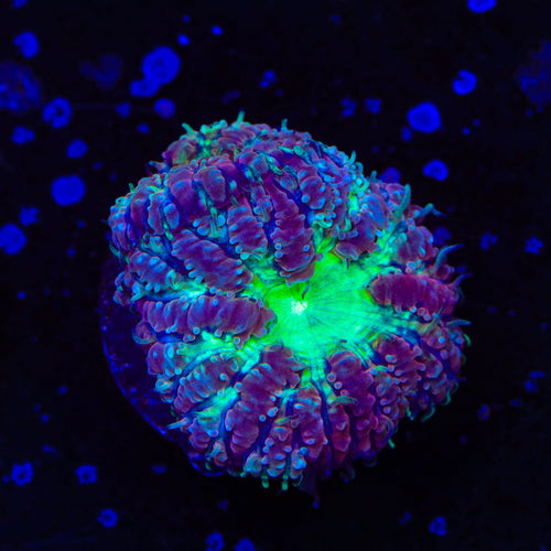 TSA Jester Blastomussa Coral