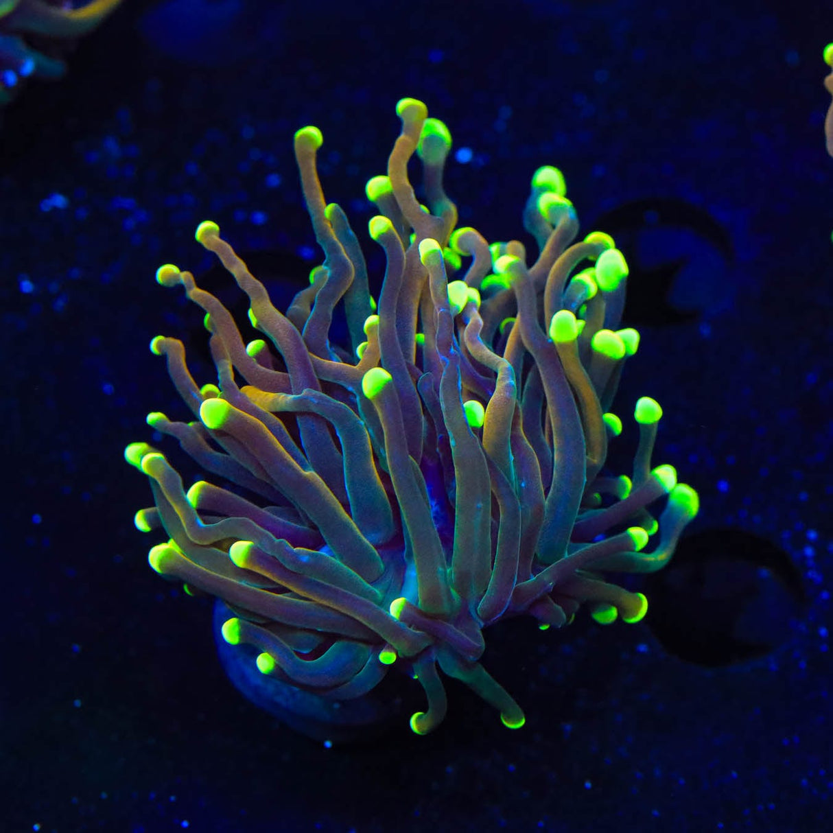 TSA Jester Insanity Torch Coral