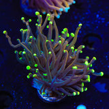 TSA Jester Insanity Torch Coral