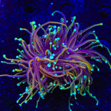 TSA Jester Insanity Torch Coral