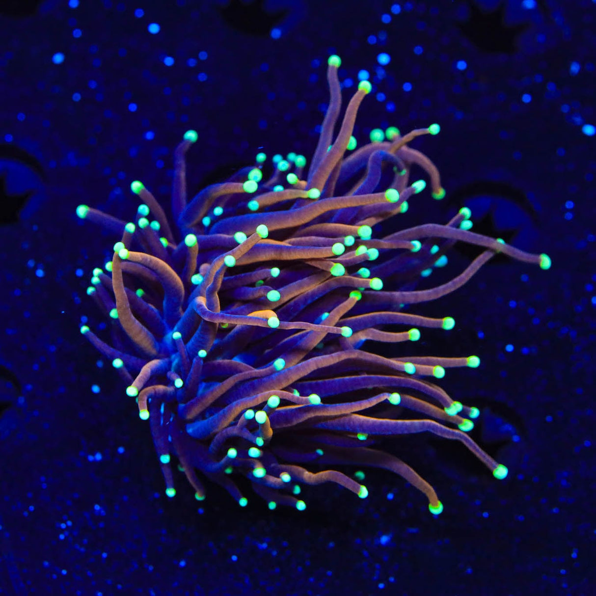 TSA Jester Insanity Torch Coral