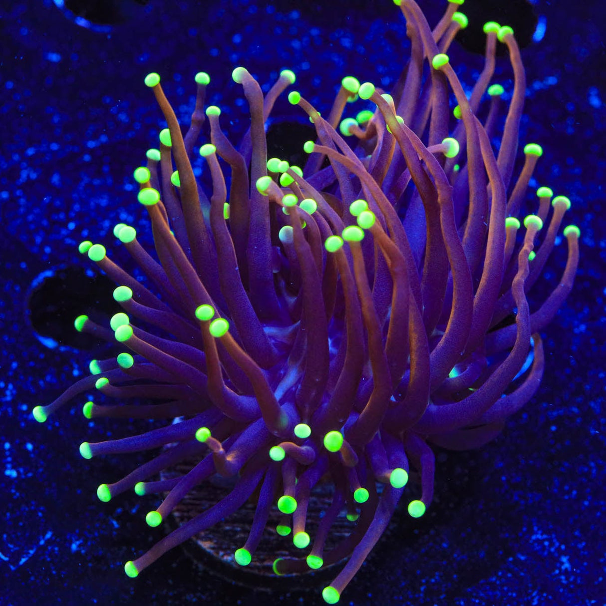 TSA Jester Insanity Torch Coral