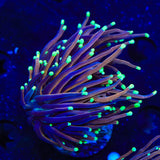 TSA Jester Insanity Torch Coral