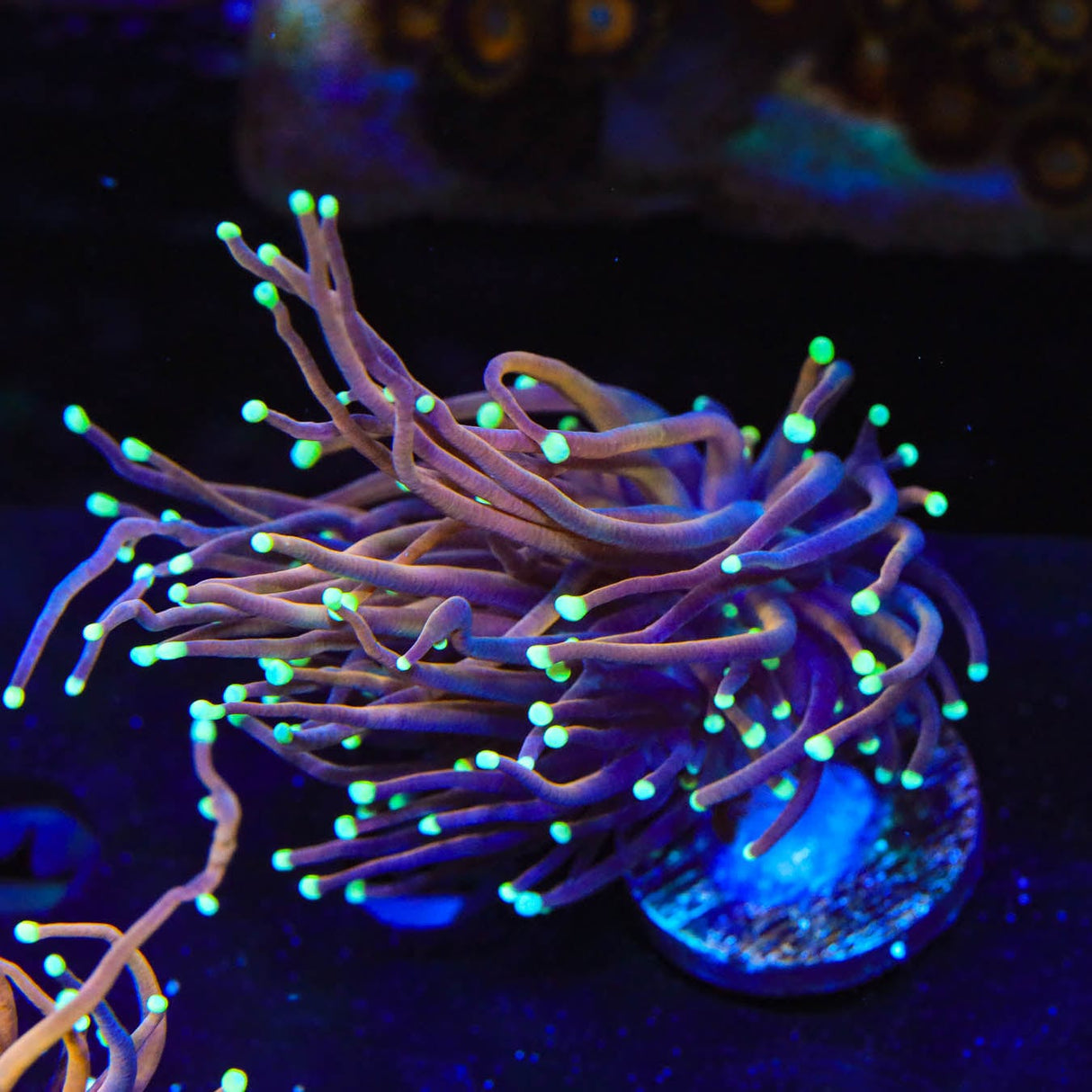 TSA Jester Insanity Torch Coral