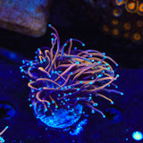 TSA Jester Insanity Torch Coral