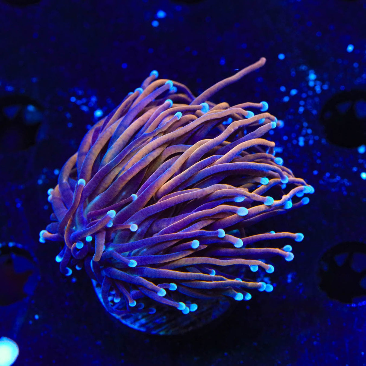 TSA Jester Insanity Torch Coral