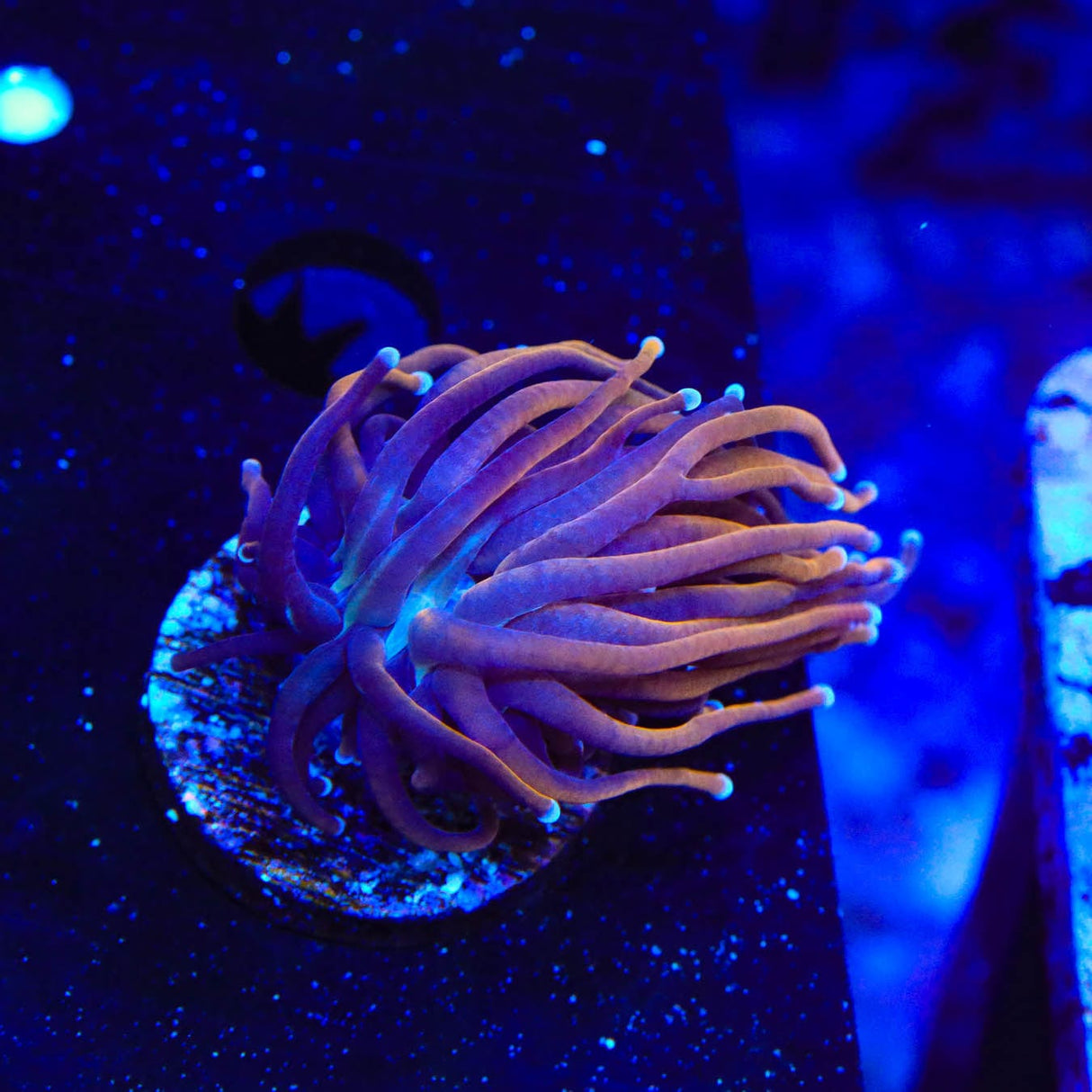 TSA Jester Insanity Torch Coral