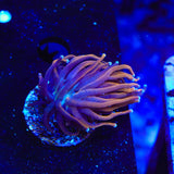 TSA Jester Insanity Torch Coral
