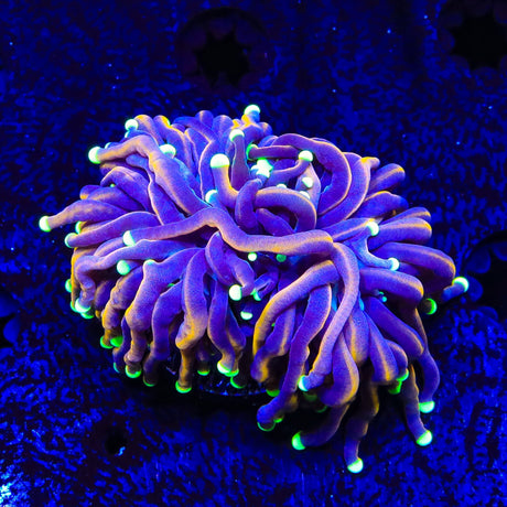 TSA Jester Insanity Torch Coral