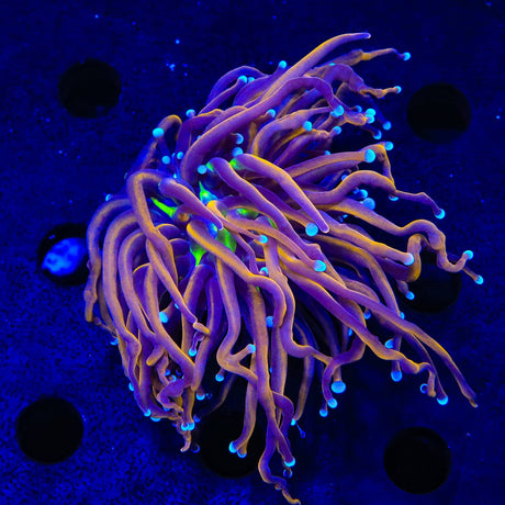 TSA Jester Insanity Torch Coral