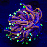 TSA Jester Insanity Torch Coral