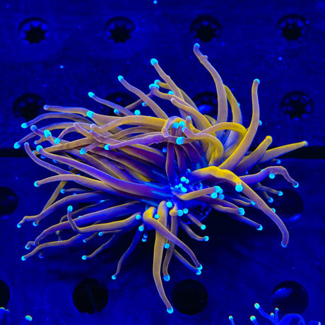 TSA Jester Insanity Torch Coral