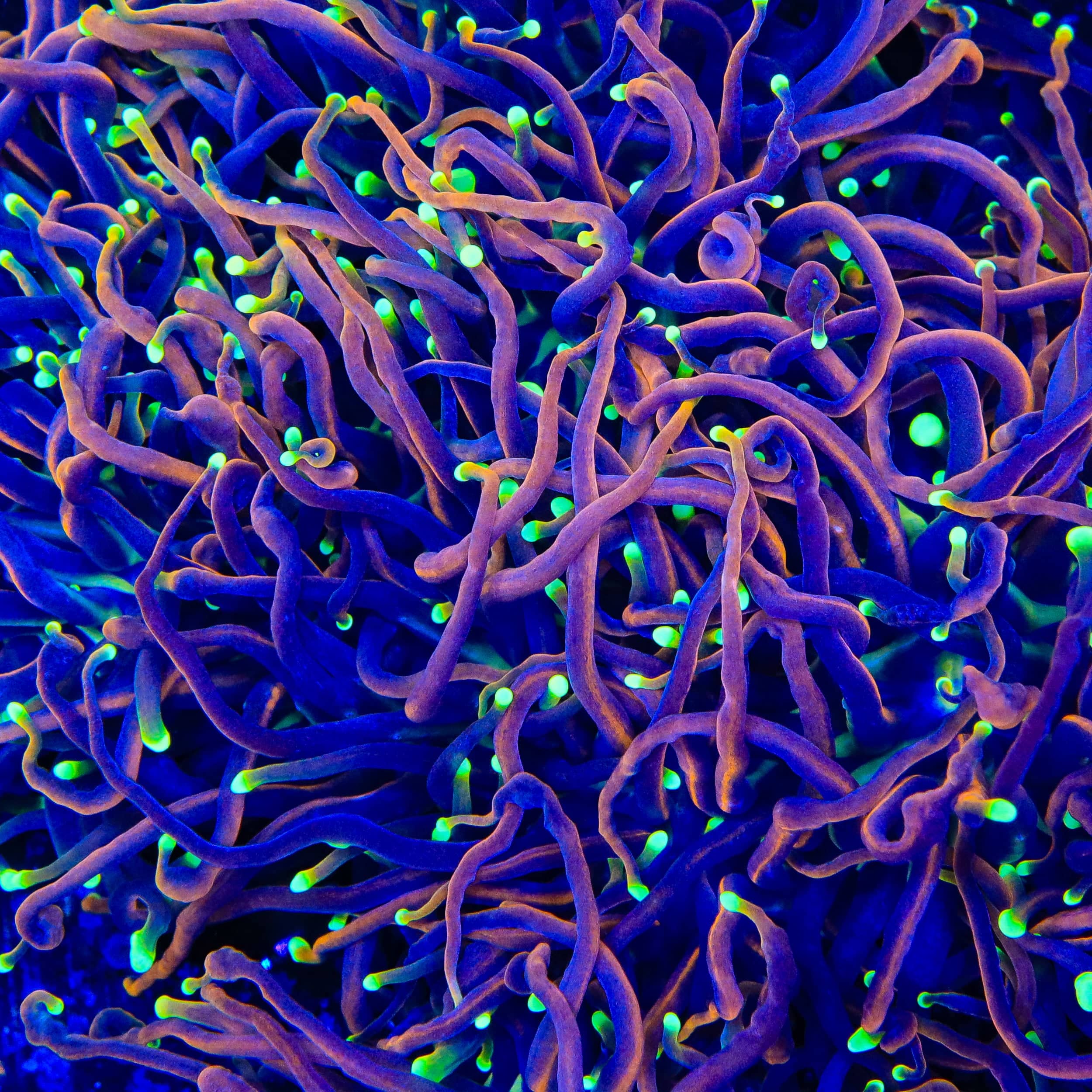 top-shelf-aquatics-tsa-jester-