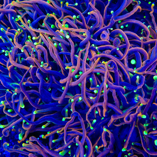 TSA Jester Insanity Torch Coral